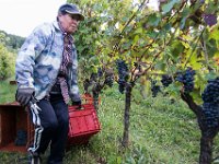 2015 reportage-9 : Friuli, Paesaggio, Vendemmia